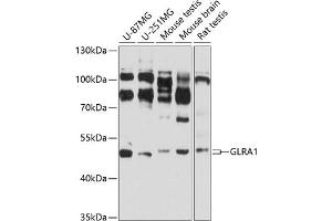 Western blot analysis of extracts of various cell lines, using GLR antibody (ABIN3017067, ABIN3017068, ABIN3017069 and ABIN6219938) at 1:3000 dilution. (GLRA1 anticorps  (AA 29-247))