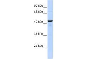 Image no. 1 for anti-Ribonuclease/angiogenin Inhibitor 1 (RNH1) (AA 359-408) antibody (ABIN6744219) (RNH1 anticorps  (AA 359-408))