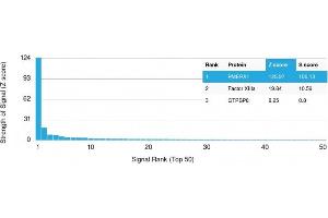 Analysis of Protein Array containing more than 19,000 full-length human proteins using PMEPA1 Mouse Monoclonal Antibody (PMEPA1/2698). (PMEPA1 anticorps)