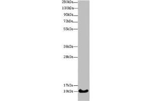 Western blot All lanes: HIST1H4A antibody at 14 μg/mL + Mouse thymus tissue Secondary Goat polyclonal to rabbit IgG at 1/10000 dilution Predicted band size: 11 kDa Observed band size: 11 kDa (HIST1H4A anticorps  (AA 2-50))