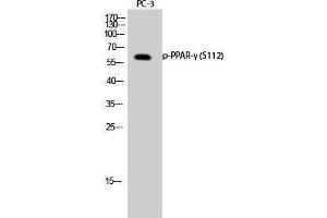 Western Blotting (WB) image for anti-Peroxisome Proliferator-Activated Receptor gamma (PPARG) (pSer112) antibody (ABIN3173013) (PPARG anticorps  (pSer112))