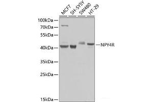 Western blot analysis of extracts of various cell lines using NPY4R Polyclonal Antibody at dilution of 1:1000. (NPY4R anticorps)
