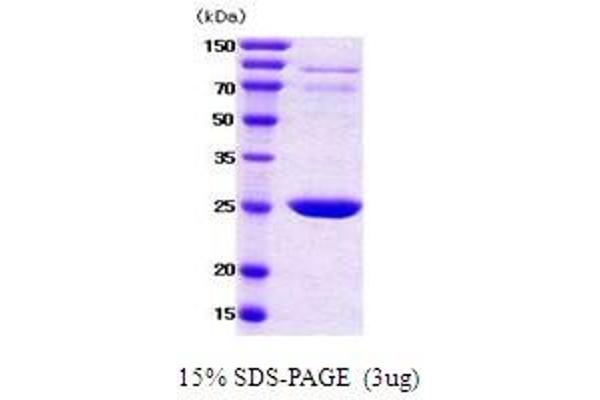 YWHAB Protein (AA 1-246)