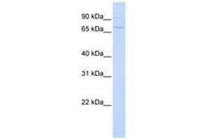 Image no. 1 for anti-Activating Transcription Factor 6 (ATF6) (AA 36-85) antibody (ABIN6742228) (ATF6 anticorps  (AA 36-85))