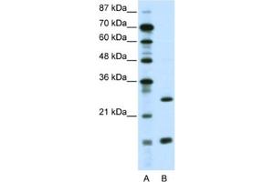 Western Blotting (WB) image for anti-CCAAT/enhancer Binding Protein (C/EBP), gamma (CEBPG) antibody (ABIN2461182) (CEBPG anticorps)