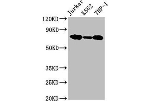 LCP1 anticorps  (AA 2-627)