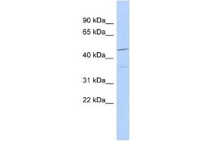 FAM81A antibody used at 1 ug/ml to detect target protein. (FAM81A anticorps  (N-Term))