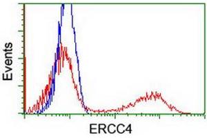 HEK293T cells transfected with either RC223300 overexpress plasmid (Red) or empty vector control plasmid (Blue) were immunostained by anti-ERCC4 antibody (ABIN2454873), and then analyzed by flow cytometry. (ERCC4 anticorps)