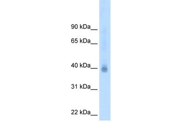 NR2F2 anticorps  (N-Term)