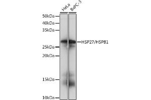 Western blot analysis of extracts of various cell lines, using HSP27/HSPB1Rabbit mAb (ABIN7267569) at 1:1000 dilution. (HSP27 anticorps)
