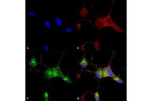 Immunocytochemistry/Immunofluorescence analysis using Mouse Anti-Nav1. (SCN9A anticorps  (AA 1751-1946) (HRP))