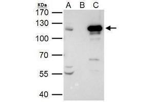 IP Image STAT2 antibody immunoprecipitates STAT2 protein in IP experiments. (STAT2 anticorps  (C-Term))