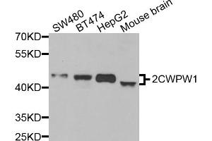 Western blot analysis of extracts of various cell lines, using ZCWPW1 antibody (ABIN5974457) at 1/1000 dilution. (ZCWPW1 anticorps)