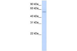 WB Suggested Anti-HBP1 Antibody Titration:  0. (HBP1 anticorps  (Middle Region))