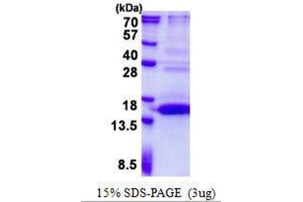 UFSP1 Protéine