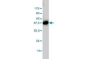 Western Blotting (WB) image for anti-Leucine Zipper-EF-Hand Containing Transmembrane Protein 1 (LETM1) (AA 601-708) antibody (ABIN561659)