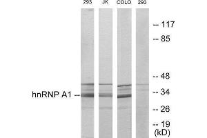 Western Blotting (WB) image for anti-Heterogeneous Nuclear Ribonucleoprotein A1 (HNRNPA1) (Internal Region) antibody (ABIN1849131) (HNRNPA1 anticorps  (Internal Region))