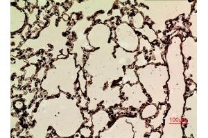 Immunohistochemical analysis of paraffin-embedded rat-lung, antibody was diluted at 1:100. (NRF2 anticorps  (acLys599))