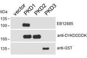 Western Blotting (WB) image for anti-Protein Kinase D1 (PRKD1) (AA 233-246) antibody (ABIN5874190) (PKC mu anticorps  (AA 233-246))