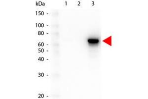 Image no. 1 for anti-V-Akt Murine Thymoma Viral Oncogene Homolog 3 (Protein Kinase B, Gamma) (AKT3) antibody (ABIN1099908) (AKT3 anticorps)