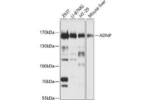 Western blot analysis of extracts of various cell lines, using ADNP Antibody (ABIN1678582, ABIN3019032, ABIN3019033 and ABIN6220678) at 1:1000 dilution. (ADNP anticorps  (AA 843-1102))