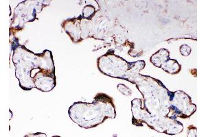 Anti-Cytochrome P450 Reductase antibody, IHC(P) IHC(P): Human Placenta Tissue (POR anticorps  (C-Term))