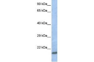 Western Blotting (WB) image for anti-SCAN Domain Containing 1 (SCAND1) antibody (ABIN2458277) (SCAND1 anticorps)