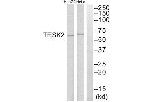 Western blot analysis of extracts from HepG2 cells and HeLa cells, using TESK2 antibody. (TESK2 anticorps  (Internal Region))