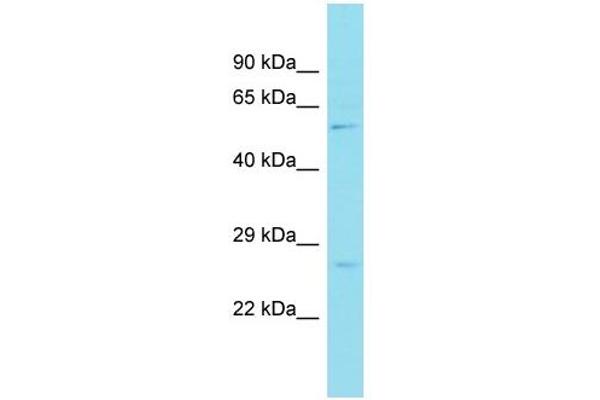 ZBTB34 anticorps  (C-Term)