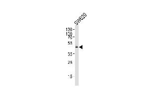 Western blot analysis of lysate from S cell line,using Prostate Apoptosis Response protein-4 Antibody (ABIN484004 and ABIN1533385). (PAWR anticorps)