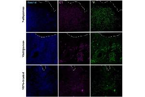 Immunohistochemical detection of progesterone receptor (PR) and estradiol receptor (ER) in the apical region of the endometrium in uteri of nulliparous, multiparous and MPA-treated dogs. (Progesterone Receptor anticorps  (AA 501-600) (AbBy Fluor® 488))