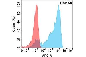 Flow cytometry analysis with Anti-AXL (DM158) on Expi293 cells transfected with human AXL (Blue histogram) or Expi293 transfected with irrelevant protein (Red histogram). (AXL anticorps  (AA 26-449))