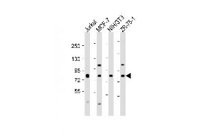 Western Blot at 1:2000 dilution Lane 1: Jurkat whole cell lysate Lane 2: MCF-7 whole cell lysate Lane 3: NIH/3T3 whole cell lysate Lane 4: ZR-75-1 whole cell lysate Lysates/proteins at 20 ug per lane. (ARHGEF7 anticorps  (AA 654-688))