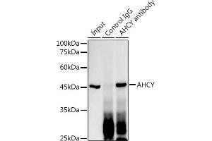 Immunoprecipitation analysis of 300 μg extracts of HT-29 cells using 3 μg AHCY antibody (ABIN1680618, ABIN1680617, ABIN7101497 and ABIN7101498). (AHCY anticorps)