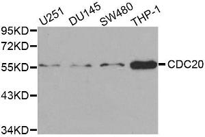 Western blot analysis of extracts of various cell lines, using CDC20 antibody. (CDC20 anticorps  (AA 1-270))