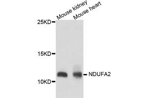 Western blot analysis of extracts of various cell lines, using NDUFA2 antibody (ABIN5974497) at 1/1000 dilution. (NDUFA2 anticorps)