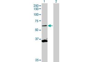 Western Blot analysis of SCMH1 expression in transfected 293T cell line by SCMH1 MaxPab polyclonal antibody. (SCMH1 anticorps  (AA 1-660))