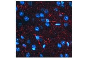 BACE1 antibody used at a concentration of 2-10 ug/ml to detect astrocytes in rodent brain (red). (BACE1 anticorps  (N-Term))