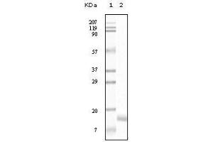 Western blot analysis using SNCG mouse mAb against truncated SNCG recombinant protein. (SNCG (Breast Cancer-Specific Protein 1) anticorps)