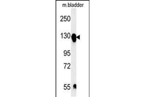 Western blot analysis in mouse bladder tissue lysates (15ug/lane). (ITGA5 anticorps  (C-Term))