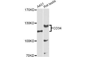 Western blot analysis of extracts of various cell lines, using CD34 Antibody (ABIN5970285) at 1/1000 dilution. (CD34 anticorps)
