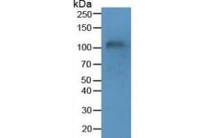 Rabbit Detection antibody from the kit in WB with Positive Control:  Sample Human Blood Cells. (MUC1 Kit ELISA)