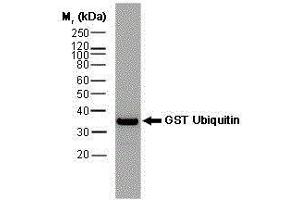 Western Blotting (WB) image for anti-Glutathione S Transferase (GST) antibody (Biotin) (ABIN2473912) (GST anticorps  (Biotin))