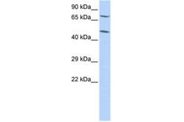 ZNF672 anticorps  (C-Term)