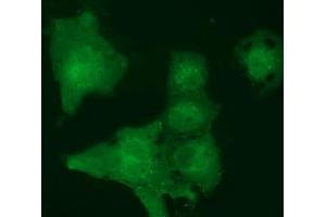 Immunofluorescence (IF) image for anti-MOB Kinase Activator 3B (MOB3B) antibody (ABIN1499534) (MOBKL2B anticorps)