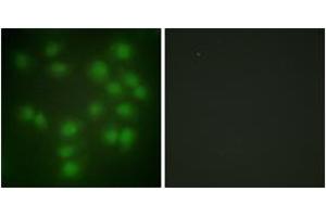 Immunofluorescence analysis of HuvEc cells, using PTTG1 Antibody. (PTTG1 anticorps  (AA 111-160))