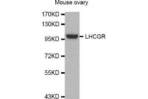 Western Blotting (WB) image for anti-Luteinizing Hormone/Choriogonadotropin Receptor (LHCGR) antibody (ABIN1980282) (LHCGR anticorps)