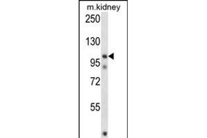 FSTL5 Antibody (N-term) (ABIN657477 and ABIN2846505) western blot analysis in mouse kidney tissue lysates (35 μg/lane). (FSTL5 anticorps  (N-Term))