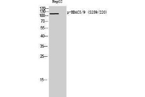 Western Blotting (WB) image for anti-HDAC5/9 (pSer220), (pSer259) antibody (ABIN3173001) (HDAC5/9 (pSer220), (pSer259) anticorps)