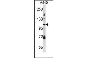 Western blot analysis of FA13B Antibody (Center) in A549 cell line lysates (35ug/lane). (FAM13B anticorps  (Middle Region))